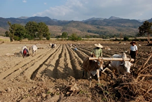 Farmer Prints: Farmers ploughing field with bullocks, near Inle Lake, Shan State, Myanmar, January