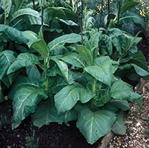 Solanaceae Prints: Farming - Crops Tobacco (Nicotiana rustica) Close-up / plants in field