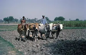 Images Dated 3rd May 2012: Farming - Pakistan men with four Bullocks / Rolling soil/ Gagri / West Pakistan