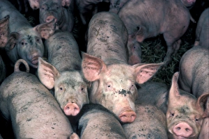 Hogs Prints: Farming - Pigs Young pigs in pig farm