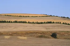 Protects Prints: Farmland of strip crop fields with protective trees to prevent soil erosion