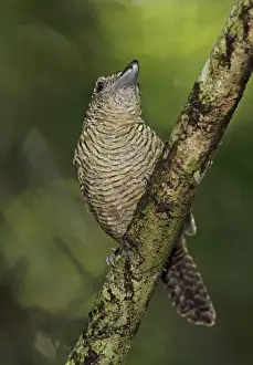 Fasciated Antshrike (Cymbilaimus lineatus fasciatus) adult female, perched on branch, Pipeline Road, Panama, November