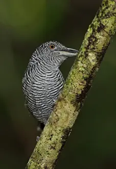 Panamanian Prints: Fasciated Antshrike (Cymbilaimus lineatus fasciatus) adult male