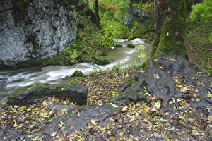 Malham Dale Prints: Fast-flowing river, Janets Foss