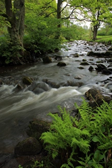 Fern Prints: Fast-flowing river in woodland habitat, River Dane, Gradbach, Staffordshire, England, may