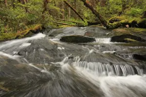 Rainforest Prints: Fast-flowing stream in temperate coastal rainforest habitat