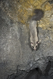 Dormouse Prints: Fat Dormouse (Glis glis) adult, climbing on rock, Italy, october