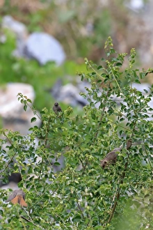 Rodent Prints: Fat Dormouse (Glis glis) adult