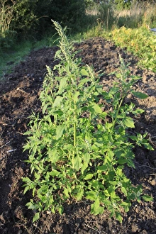 Plots Prints: Fat Hen (Chenopodium album) flowering