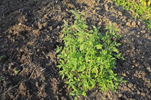 Fat Hen (Chenopodium album) flowering, growing as weed in garden allotment, Suffolk, England, august
