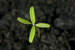 Fat hen, Chenopodium album, seedling with cotyledons and two true leaves forming - an annual arable and garden weed