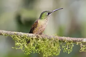 Fawn-breasted Brilliant (Heliodoxa rubinoides) adult female, perched on twig in montane rainforest, Andes, Ecuador