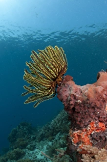 Sponges Prints: Feather-star (Crinoidea sp. ) on sponge in reef habitat