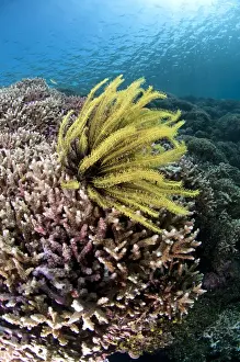 Molucca Prints: Feather-star (Crinoidea sp. ) on Staghorn Coral (Acropora sp)