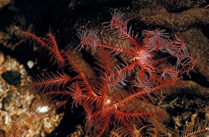 Feather Prints: Feather-star - Rosy (Antedon bifida) close-up
