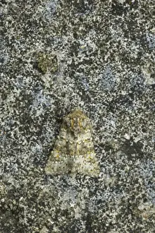Noctuids Prints: Feathered Ranunculus (Polymixis lichenea lichenea) adult, camouflaged, Essex, England