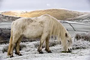 Horse Prints: Fell Pony, white adult, grazing on snow covered moorland