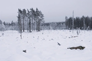 Coniferous Prints: Felled and cleared coniferous forest in snow, Uppsala, Sweden, winter