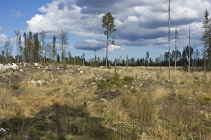 Timber Prints: Felled and cleared coniferous forest, Sweden