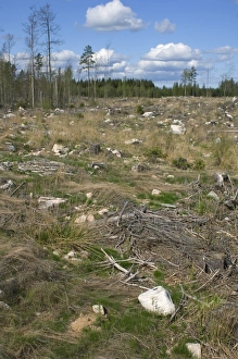 Felled and cleared coniferous forest, Sweden