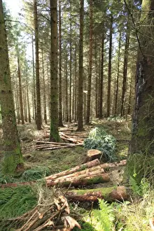 Felled timber in thinned Sitka Spruce (Picea sitchensis) plantation, Hafren Forest, Powys, Wales, october