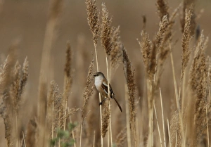Ttit Prints: Female Beared Tit on reeds, Minsmere Suffolk
