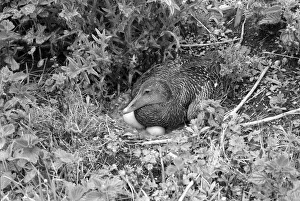 Eric Prints: Female Eider Duck at nest on the Farne Islands. Taken by Eric Hosking in 1953