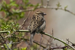Sparrow Prints: Female House Sparrow