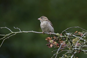 Sparrow Prints: Female House Sparrow (Passer domesticus)