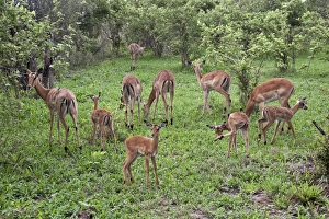 Botswana Prints: Female Impala group with young - Botswana