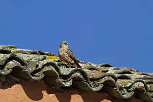 Female Lesser Kestrel on nesting roof of the bullring at Trujillo, Extremadura Spain