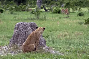 Termite Prints: Female lion watches impala herd from the cover of a termite hill