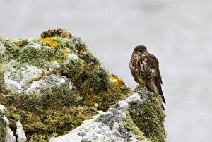 Lichen Prints: Female Merlin on lichen rock on the Scotish island of Islay