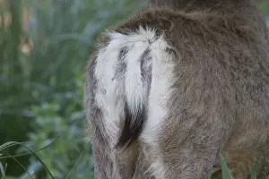 Mule Prints: Female Mule Deer showing the characteristic black tip to white tail. Utah, America