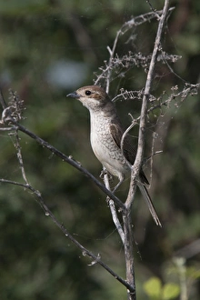 Bulgaria Prints: Female Red backed Shrike - Bulgaria