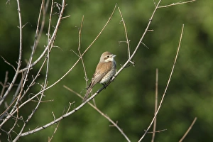 Female Red backed Shrike - Bulgaria