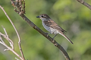 Female Red backed Shrike - Bulgaria