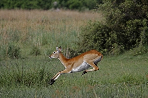 Botswana Prints: Female Red Lechwe Okavango Delta near Kwara