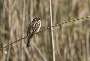 Reed Prints: Female Reed Bunting, resting on reed, early spring