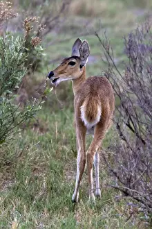 Buck Prints: Female reedbuck near Kwara, Okavango Delta Botswana - Note the characteristic short bushy tail