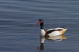 Duck Prints: Female Shelduck, early spring on the Isle of Jura