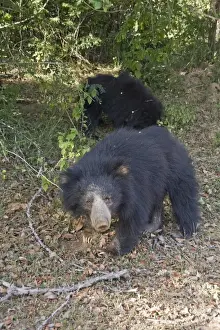 Bear Prints: female sloth bear with cub - Yala National Park Sri Lanka