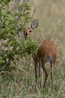 Antelope Prints: A female Steenbok, only males have horns