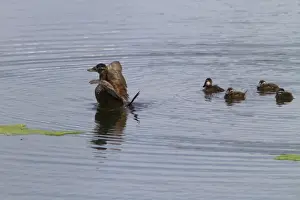 Donana Prints: Female White headed Duck with ducklings - Coto Donana Spain