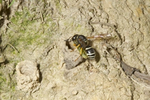 Nest Prints: Fen Mason Wasp (Odynerus simillimus) adult