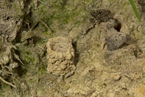 Nest Prints: Fen Mason Wasp (Odynerus simillimus) nest chimney