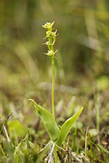 Broadland Prints: Fen Orchid (Liparis loeselii) flowering