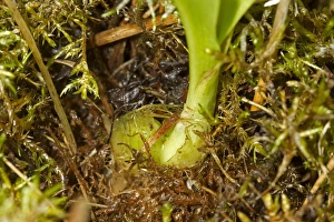 Bulb Prints: Fen Orchid (Liparis loeselii) showing bulb