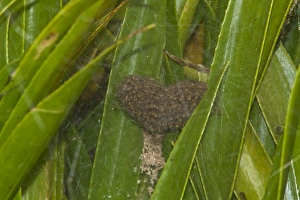 Fen Raft Spider (Dolomedes plantarius) babies, in summer nursery web, at broadland relocation site, The Broads