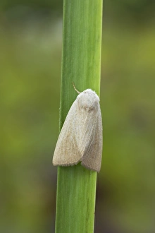 Noctuids Prints: Fen Wainscot (Arenostola phragmitidis) adult, resting on leaf, Essex, England